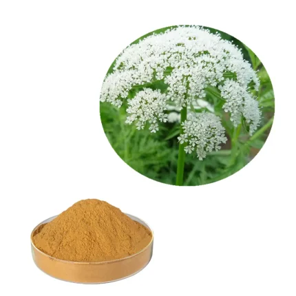 Cnidium Extract