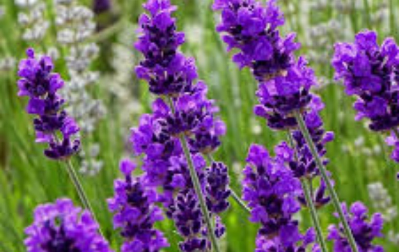 Lavender