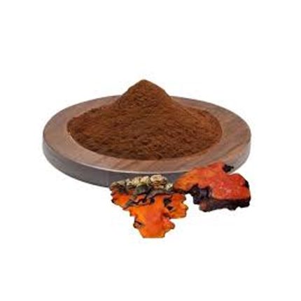 Antrodia Camphorata Extract