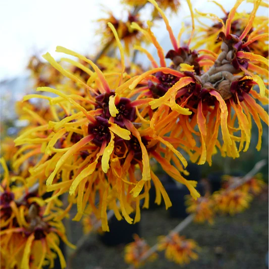 Witch Hazel Extract: Innovative Applications in Skincare