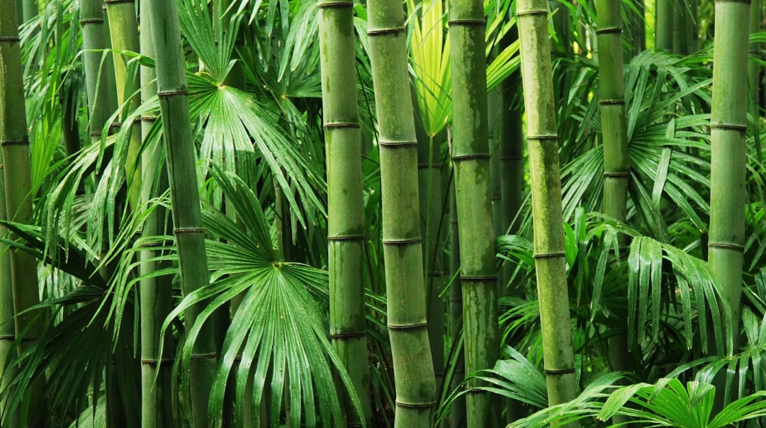 Bamboo Extract Emerges as a Promising Natural Ingredient in the Health and Beauty Market