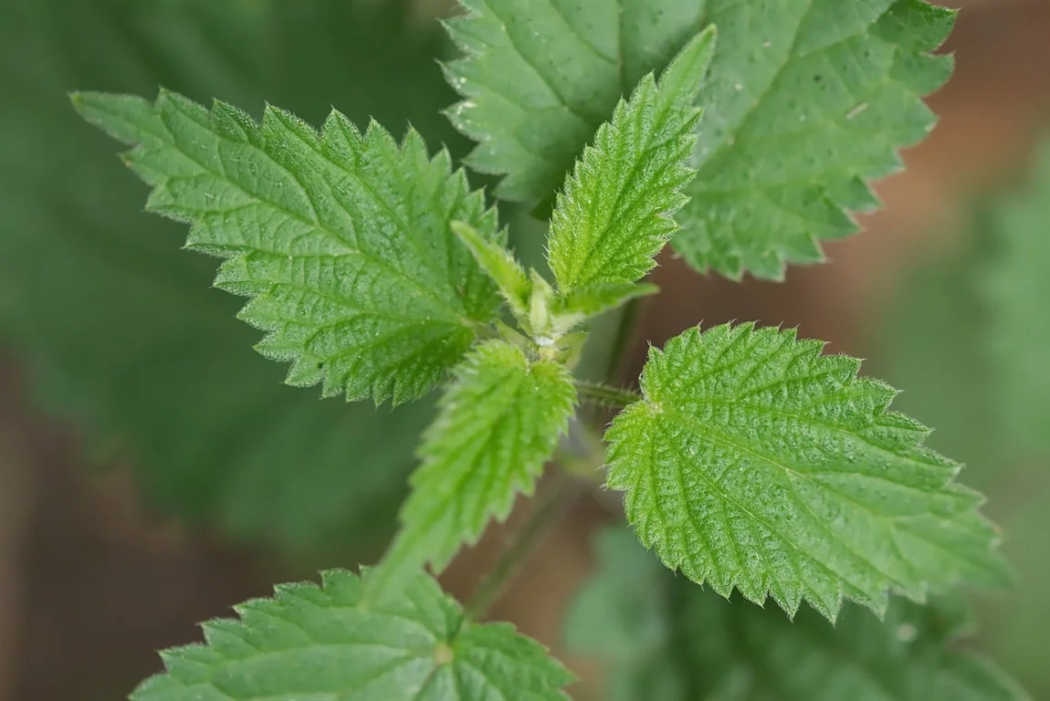 Nettle Extract Gains Popularity as Global Market Demand Surges