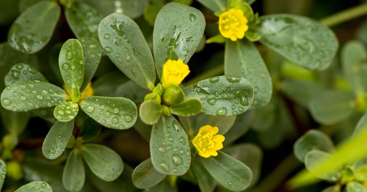 Purslane Extract: The Growing Popularity of Purslane Extract in Sensitive Skin Care