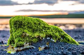 Innovative Applications of Algae Extracts in Skincare Products