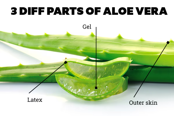 Aloe Extract: Innovative Applications in Skin Repair