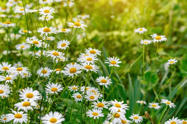 Chamomile Extract