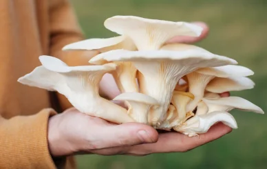 Oyster Mushroom Extract