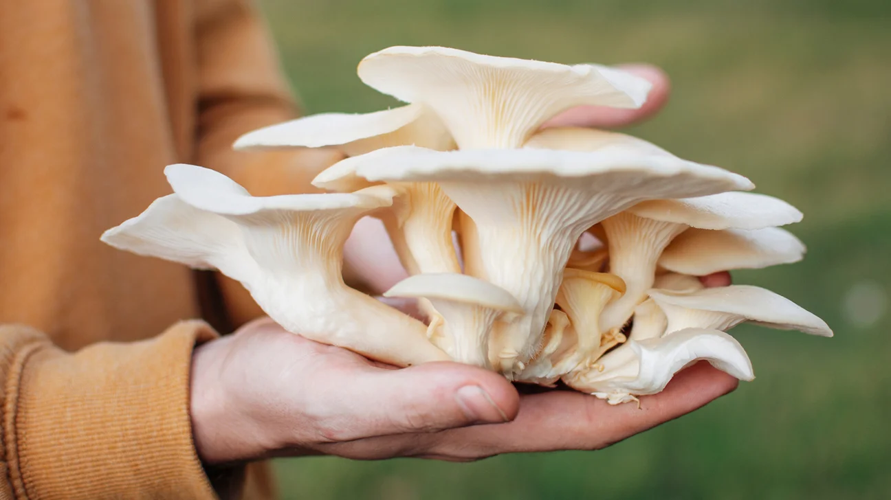 Oyster Mushroom Extract