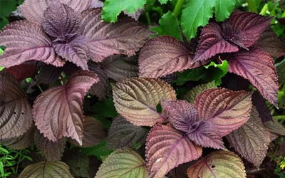 Perilla Extract