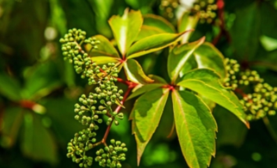 Ampelopsis Grossedentata Extract