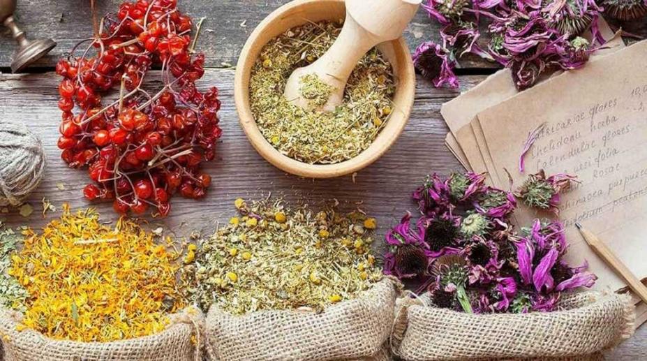 botanical extract supplier China