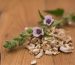 marshmallow root tincture supplier