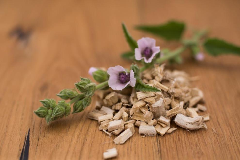 marshmallow root tincture supplier