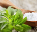 Stevia Extract And Gut Health