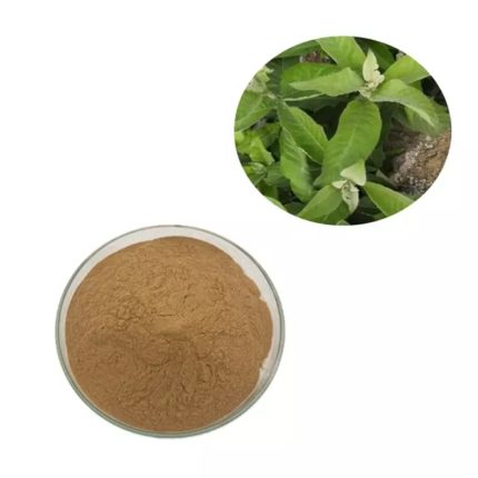 Blumea Balsamifera Extract