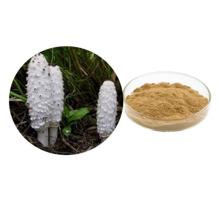 Shaggy Mane Mushroom Extract