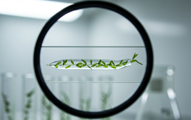 plant monomeric extract