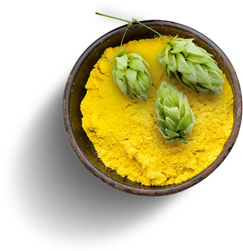 Xanthohumol Antioxidant Effects