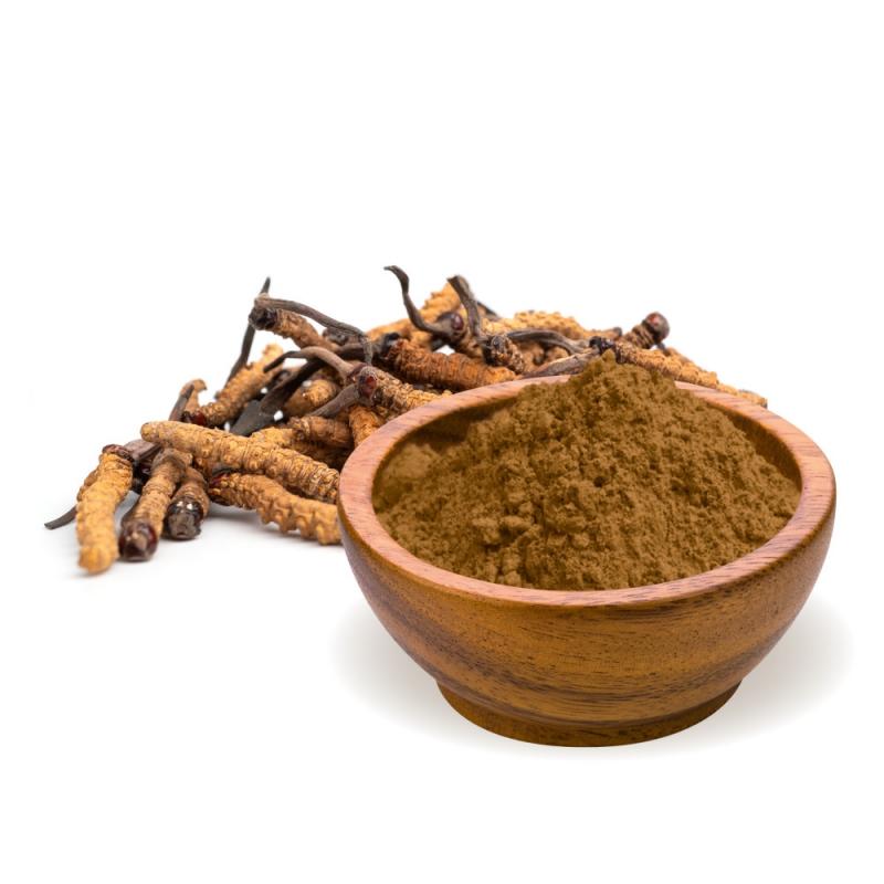 Cordyceps Sinensis Powder