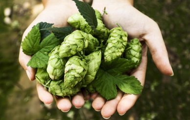 Hops Extract