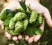 Hops Extract